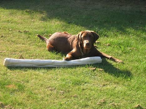 Labrador retriever Morgan - Super nice vejr! billede 10