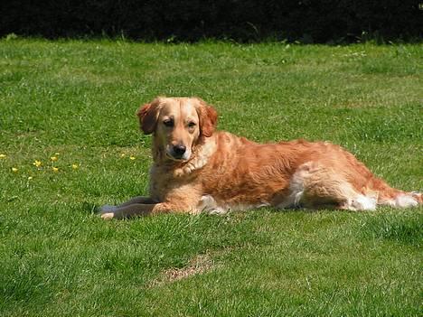 Golden retriever Bonnie billede 1
