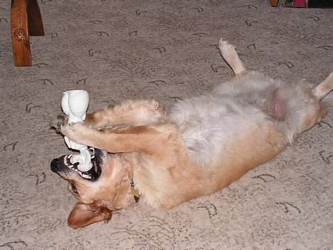 Golden retriever Bonnie billede 2