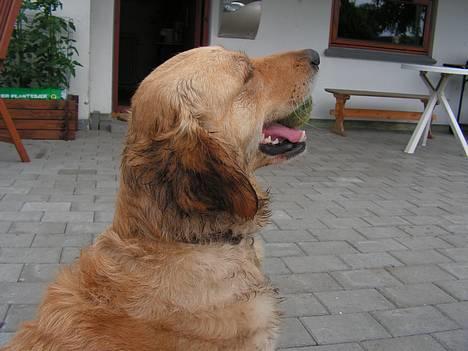 Golden retriever Bonnie billede 3