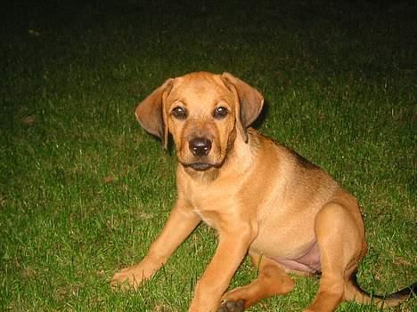 Blanding af racer Wilma billede 1