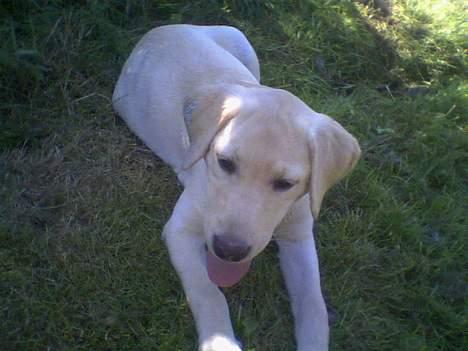 Labrador retriever Nellie - Her har hun lige været i en gang maling billede 5