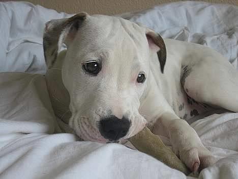 Amerikansk bulldog Chanel - uhmmmmm, gumle gumle ;) billede 1