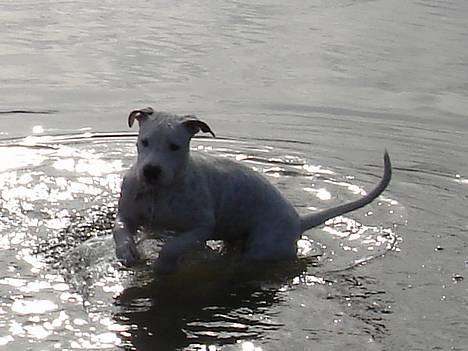 Amerikansk bulldog Chanel - ahhhh jeg eeeeeeeelsker vand ;) billede 2