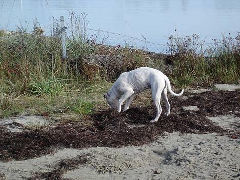 Amerikansk bulldog Chanel - hov, jeg tror jeg fandt et stykke rav ;) billede 3