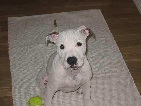 Amerikansk bulldog Chanel - se hvor pænt jeg kan sitte ;) billede 4