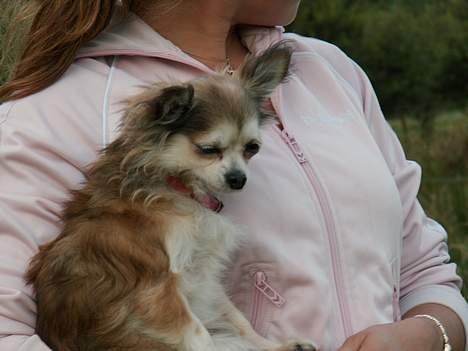 Chihuahua Ronja ¤RIP¤ - På tur ude ved hestene... billede 12