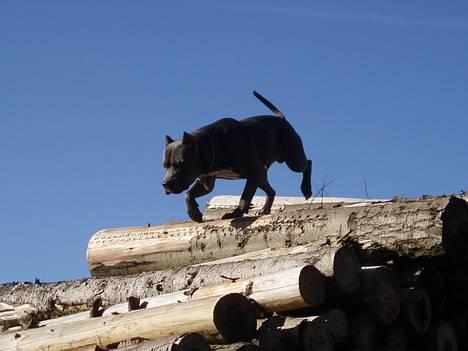 Amerikansk staffordshire terrier Bonzo *Himmelhund, den smukkeste af alle* - Bonzo på unoder billede 16