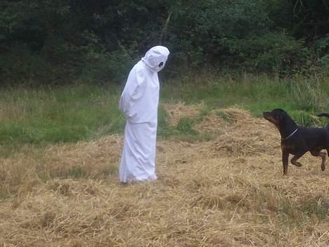 Rottweiler Sostack`s Dian R.I.P - Dian til UHM test - "Den er godt nok farlig!" billede 14