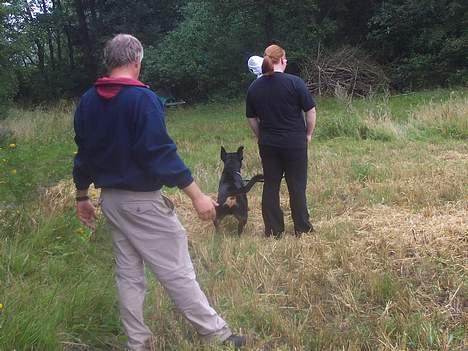 Rottweiler Sostack`s Dian R.I.P - Jeg skal gi`den skal jeg... billede 15