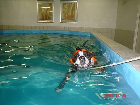 Amerikansk staffordshire terrier Simba - *NYT d 30/11- 06* Færgen simba.. heh billede 4