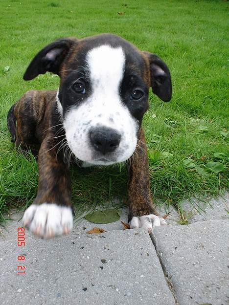 Amerikansk staffordshire terrier Simba - Hej hej.... Jeg eeelsker at blive fotograferet :-) billede 5