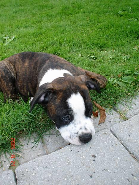 Amerikansk staffordshire terrier Simba - Slet ingen der gider lege mere :-( billede 6