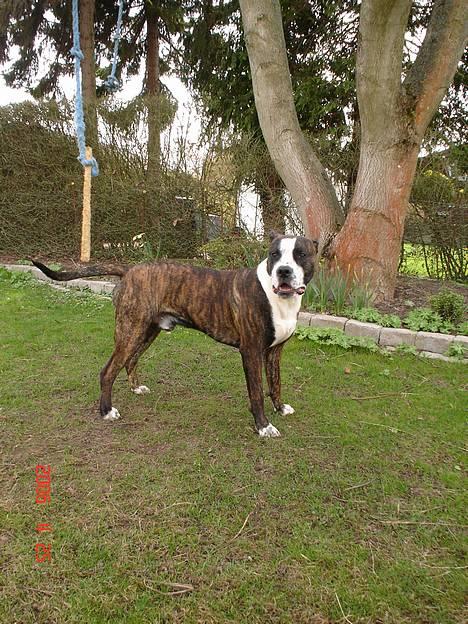 Amerikansk staffordshire terrier Simba - Kuk kuk simba.... billede 7