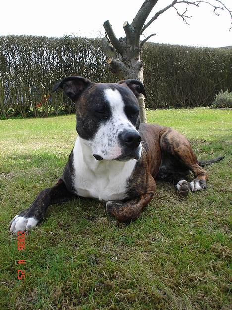 Amerikansk staffordshire terrier Simba - Ligger lige og tager en slapper i haven. billede 8
