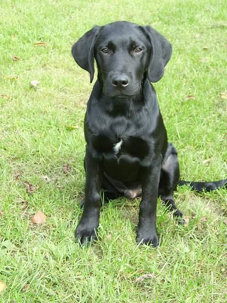 Labrador retriever tiko - hej jeg hedder tiko billede 1