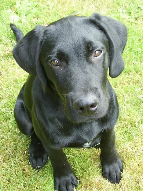 Labrador retriever tiko billede 2