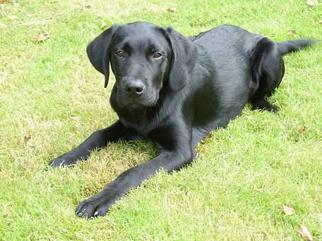 Labrador retriever tiko billede 3