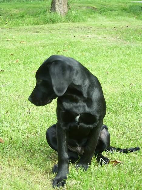 Labrador retriever tiko billede 4