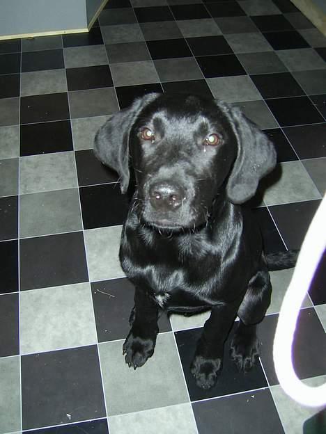 Labrador retriever tiko billede 5