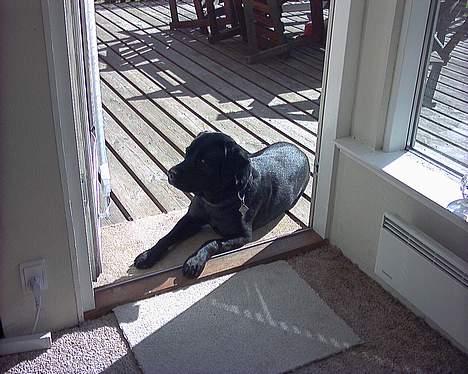 Labrador retriever Tanja - Ligger henslængt og nyder solen (aug 05) billede 11