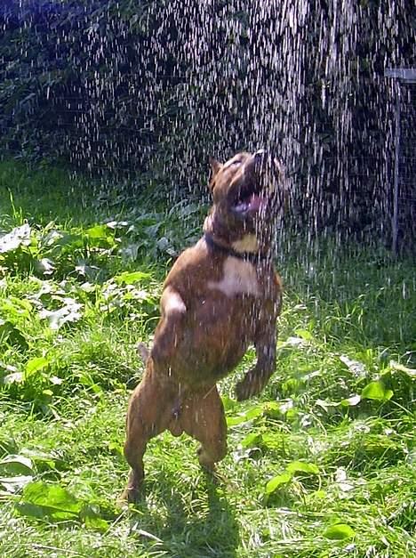 Amerikansk staffordshire terrier gang-staff trust me  billede 14