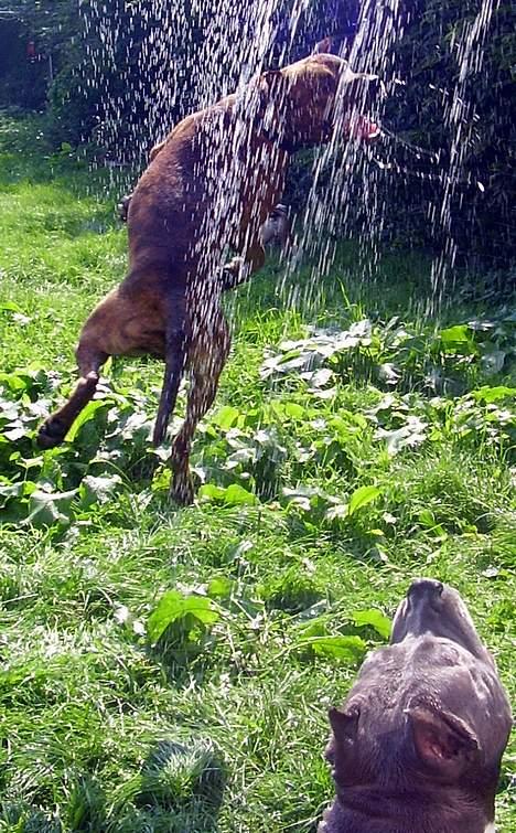 Amerikansk staffordshire terrier gang-staff trust me  billede 15