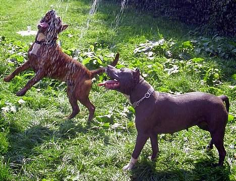 Amerikansk staffordshire terrier gang-staff trust me  billede 16