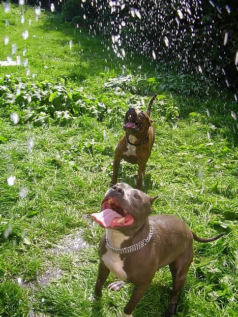 Amerikansk staffordshire terrier gang-staff trust me  billede 17