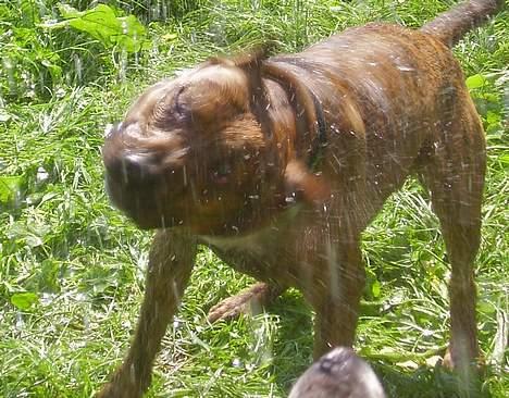 Amerikansk staffordshire terrier gang-staff trust me  billede 18