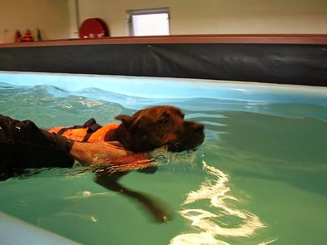 Amerikansk staffordshire terrier gang-staff trust me  billede 19