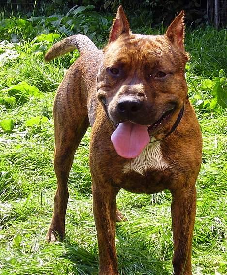 Amerikansk staffordshire terrier gang-staff trust me  billede 20