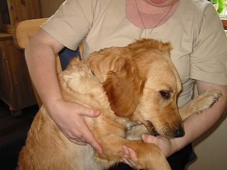 Golden retriever Bonnie billede 4