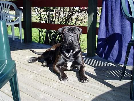 Bullmastiff Boss - Kongen ligger lige og hygger sig i solen.  billede 1