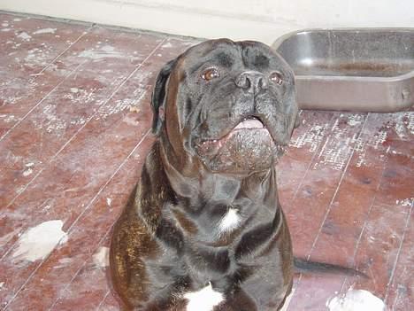 Bullmastiff Boss - Vov vov giv mig så den godbid :o) billede 3
