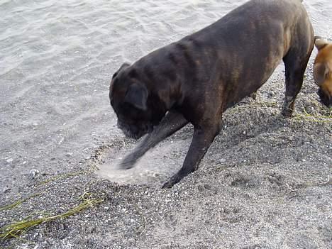 Bullmastiff Boss - Ihh jeg skal altså finde den sten som du kastede.. Jamen den landede da lige her.. billede 4