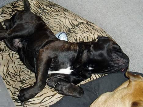 Bullmastiff Boss - Snork!!! billede 5