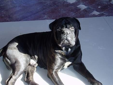 Bullmastiff Boss - Mere sol.. Det er dejligt! billede 6