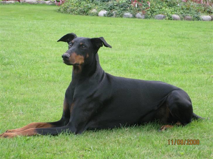 Dobermann Gabi - smukke pige billede 1