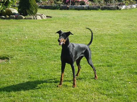 Dobermann Gabi billede 2