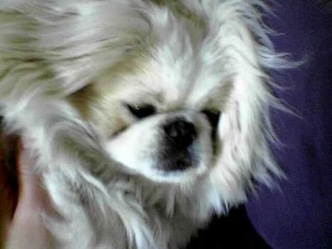 Pekingeser teddi - nu er han bevet vokse og flot billede 3