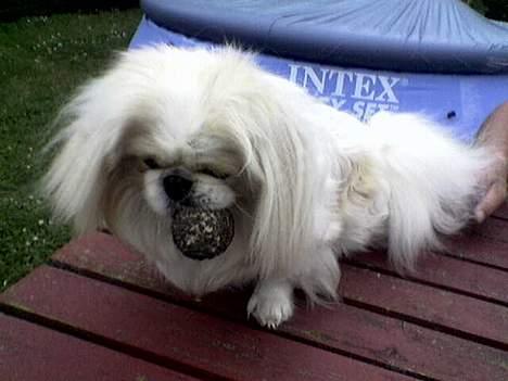 Pekingeser teddi billede 4