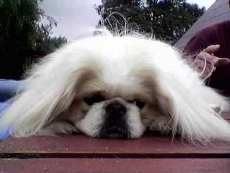 Pekingeser teddi billede 5