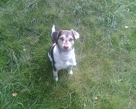 Blanding af racer bølle billede 12