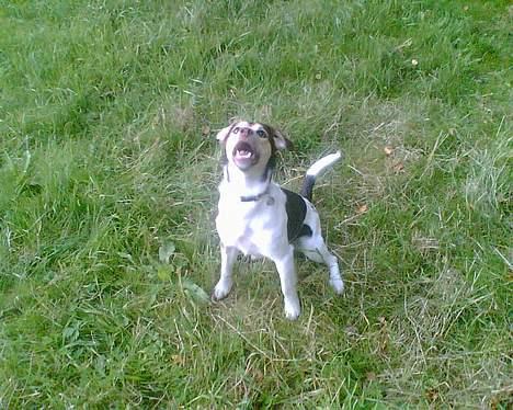 Blanding af racer bølle billede 13