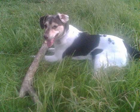 Blanding af racer bølle billede 14