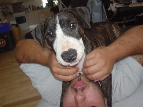 Blanding af racer Tyzon billede 17