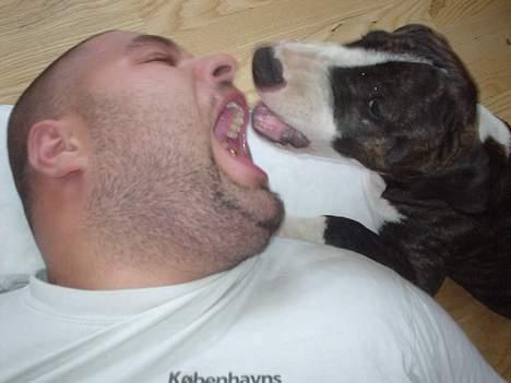 Blanding af racer Tyzon billede 18