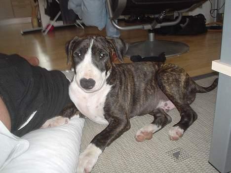 Blanding af racer Tyzon - her er jeg lidt tret efter en leje tur med far  billede 19