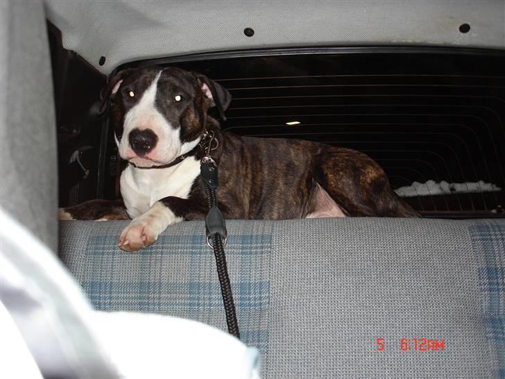 Blanding af racer Tyzon - Hattehylden holder stadig.. hehe  billede 20